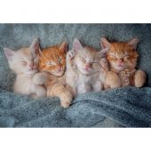 puzzle - Castorland - Adorabili gattini - 1000 pezzi