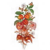 Kit Punto Croce - MP Studia - Physalis