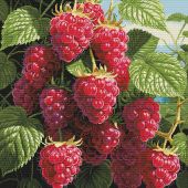 kit ricamo a punto croce - Nova Sloboda - Lamponi succosi