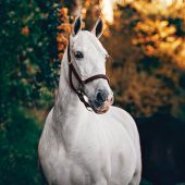 Kit ricamo diamante - Wizardi - Cavallo bianco
