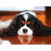 Kit ricamo diamante - Wizardi - cavalier king charles