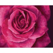 Kit di pittura per numero - Wizardi - Bella rosa