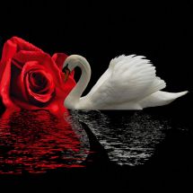 Kit ricamo diamante - Diamond Painting - Cigno