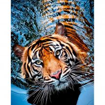Kit ricamo diamante - Collection d'Art - Tigre