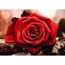 Kit ricamo diamante - Collection d'Art - Rosa Rosso