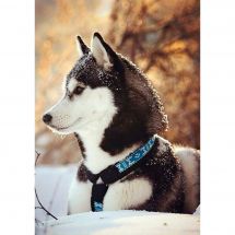 Kit ricamo diamante - Collection d'Art - Husky