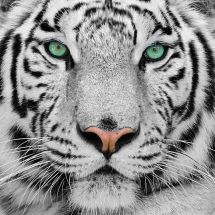 Kit ricamo diamante su telaio - Crystal Art D.I.Y - Tigre bianco