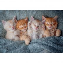 puzzle - Castorland - Adorabili gattini - 1000 pezzi
