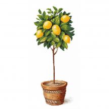 Kit Punto Croce - Charivna Mit - Albero di limoni