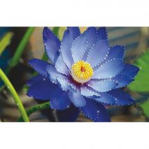 Ricamo Cristallo - Charivna Mit - Loto blu