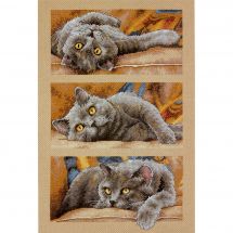 Kit Punto Croce - Dimensions - Max il gatto