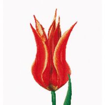kit ricamo a punto croce - Thea Gouverneur - Tulipano Lily