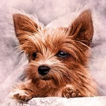 Kit ricamo diamante - Wizardi - Amico dolce