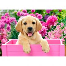 Kit ricamo diamante - Wizardi - Cucciolo labrador in una cassa rosa
